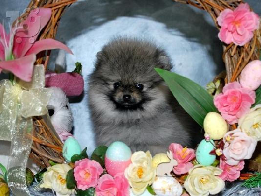 PoulaTo: Όμορφα κουτάβια Pomeranian